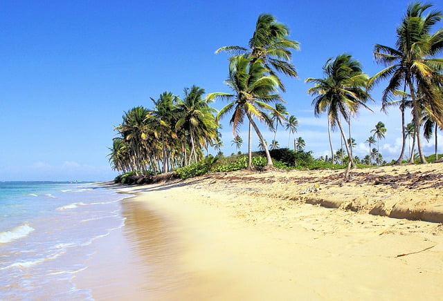 Dominican Republic beach views lined with palm trees Image by DEZALB from Pixabay 