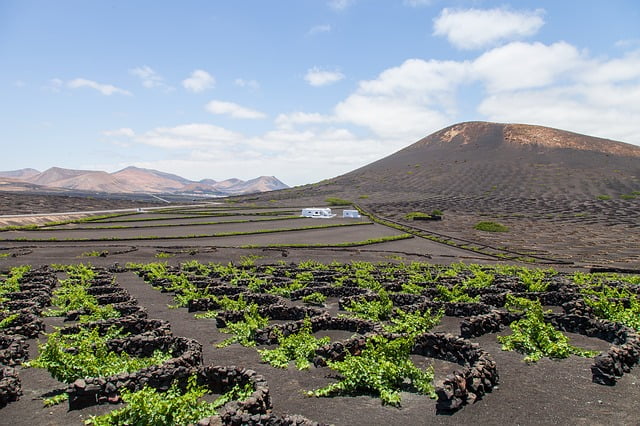 Lanzarote vineyards view Image by Dim Hou from Pixabay 