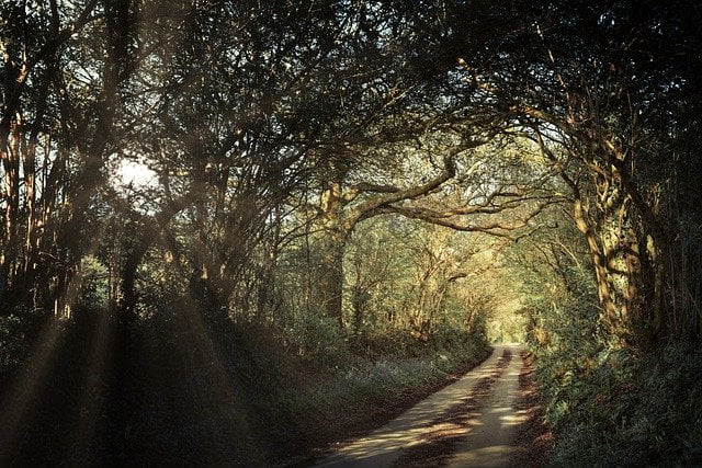 Britain forest path by pixabay user jplenio 
