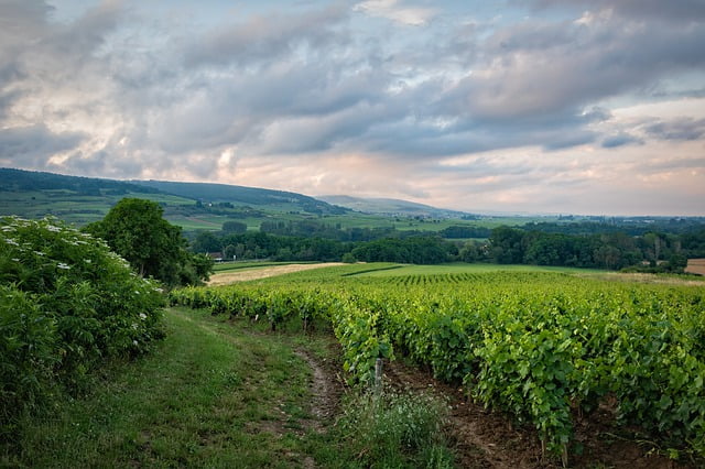 France countryside vineyard Image by Peter H from Pixabay 