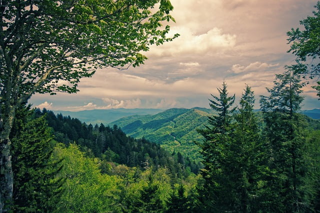 Great Smokey Mountain forest views Image by Thomas H. from Pixabay 