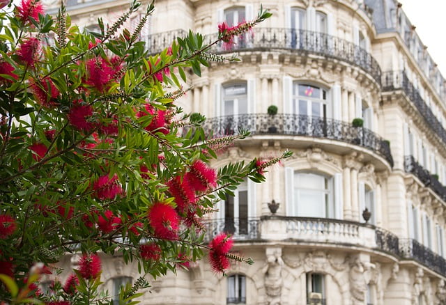 Montpellier flowers with architecture in the background by pixabay user jackmac34