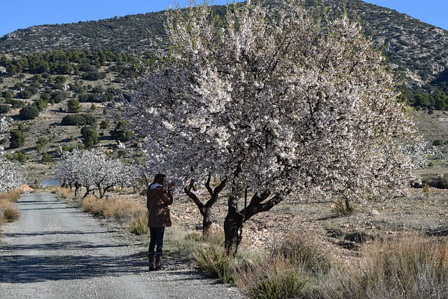 Murcia hiking with blossoms by pixabay user ValverdeRedactor