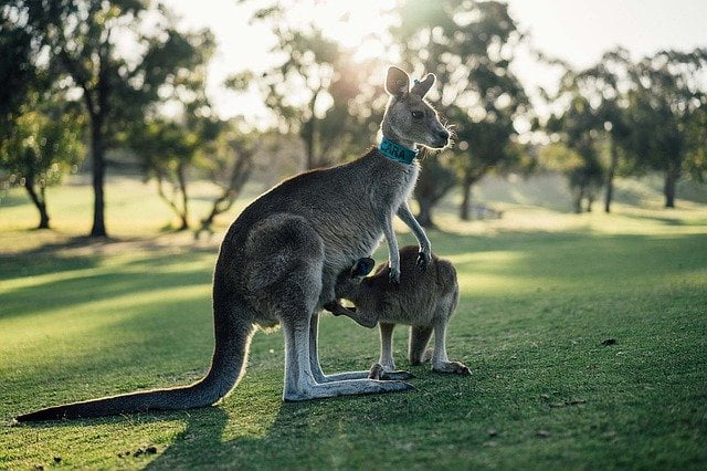 Australia Kangaroo in the wild Image by Judith Scharnowski from Pixabay