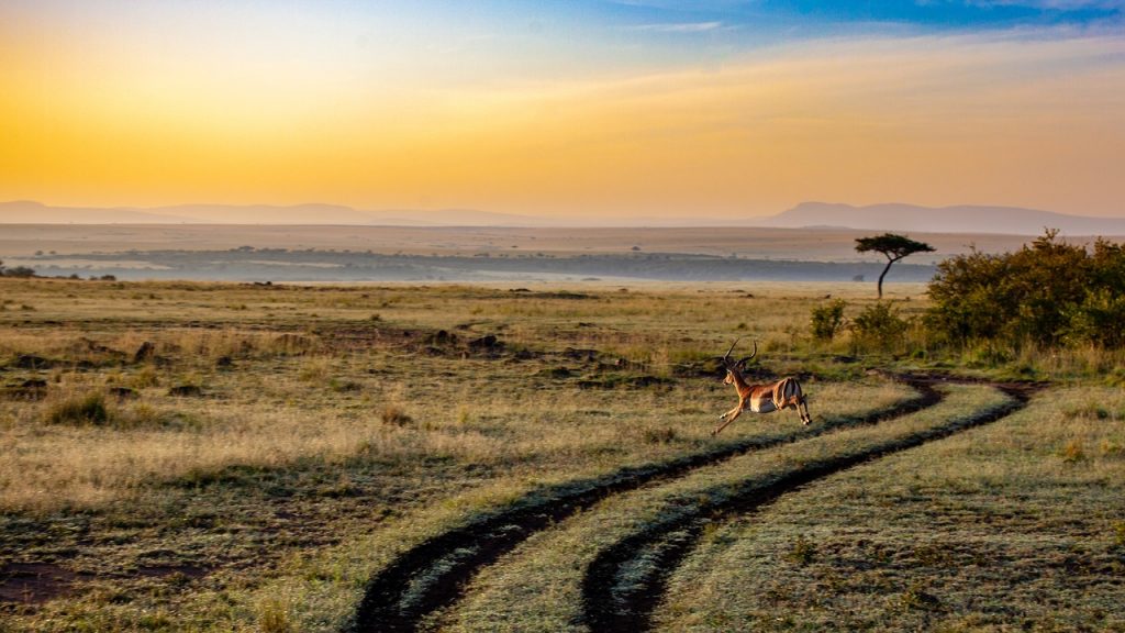 Kenya sunset on safari with antelope running by pixabay user djsudermann