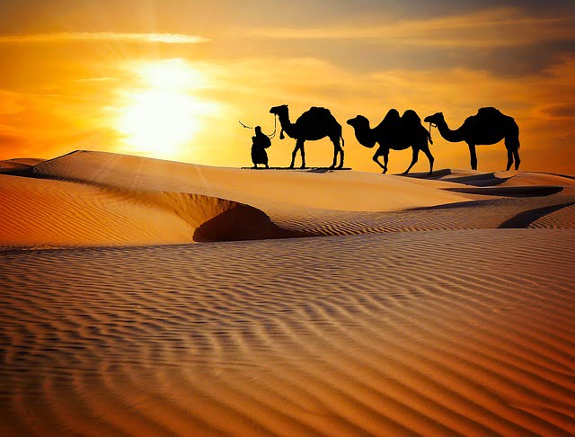 Camel caravan sunset on the desert