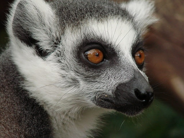 Top 5 Attractions in Madagascar That You Should Not Miss