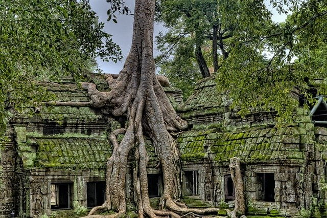 SIem Reap ruins with overgrown trees Temples of Angkor