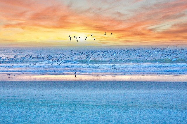 Myrtle Beach sunset views with birds